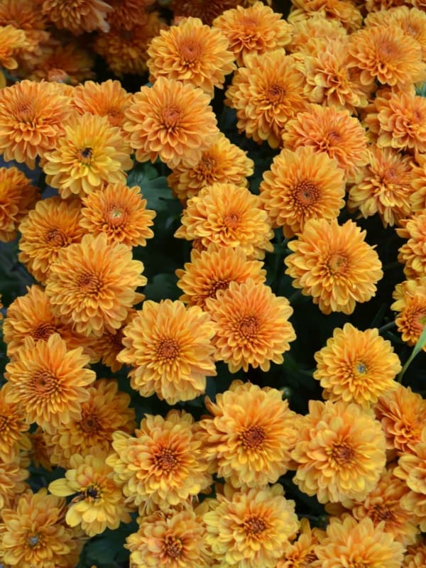 10 flor de facil cultivo HGTV