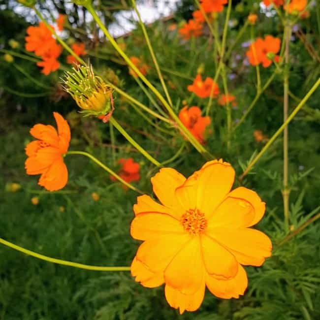 10 flor laranja simples Pinterest