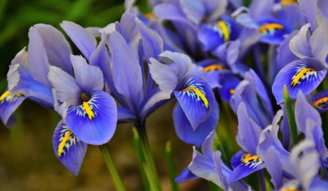10 flores de iris Housing