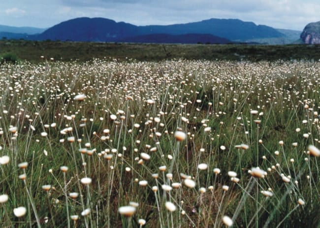 10 flores de sempre viva Parque Nacional Chapada Diamantina