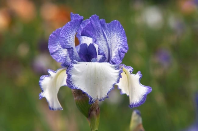11 flor iris de duas cores The Spruce