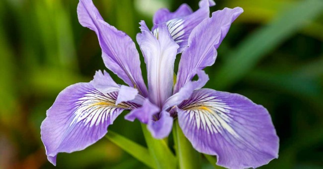 12 flor lilas iris Gardeners Path