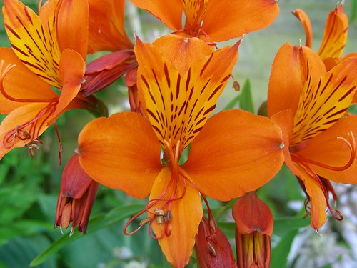 13 astromelia de petalas laranja SHamballa´s Garden