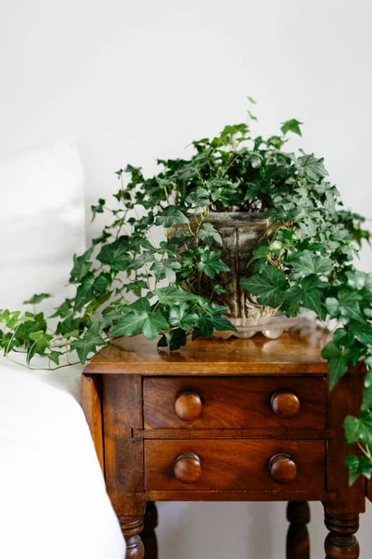 13 decoracao com planta hera em vaso Apartment Therapy