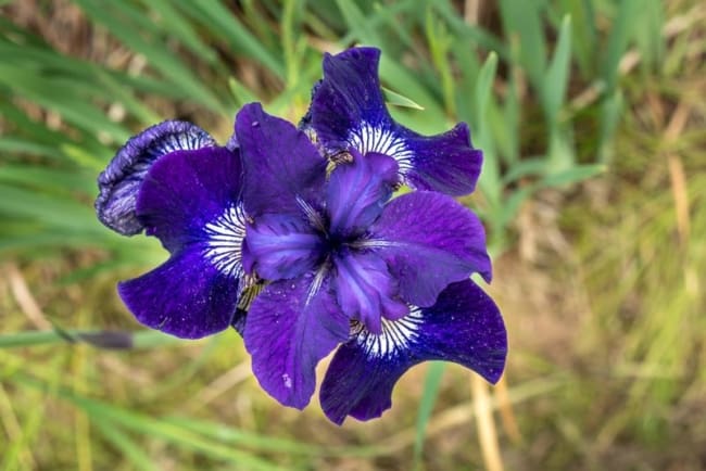 13 flor diferente de iris Garden Design