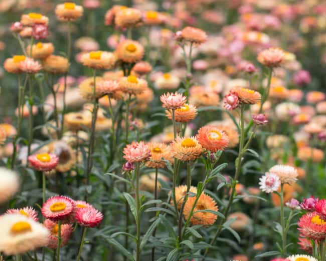 13 flores delicadas de sempre viva Pinterest