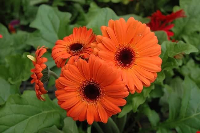 14 flor colorida para cultivar Chalet Nursery