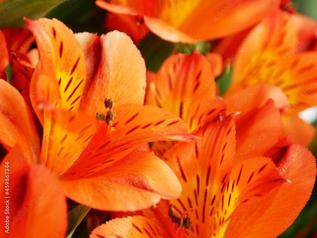 14 flor delicada de petalas alaranjadas Adobe Stock