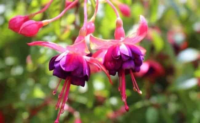 15 tipo de flor colorida Pinterest