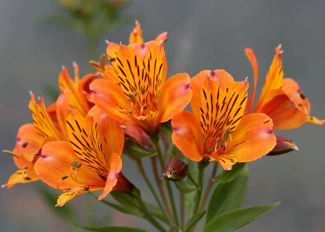 15 tipo de flor laranja Annies Annuals
