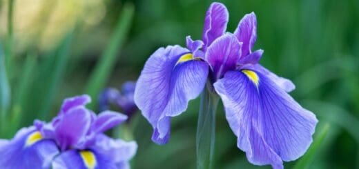16 flor iris delicada Houseplant Central