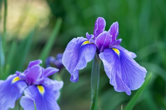 16 flor iris delicada Houseplant Central