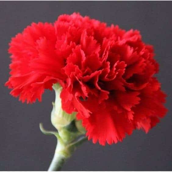 17 flor de cravo vermelho Pinterest
