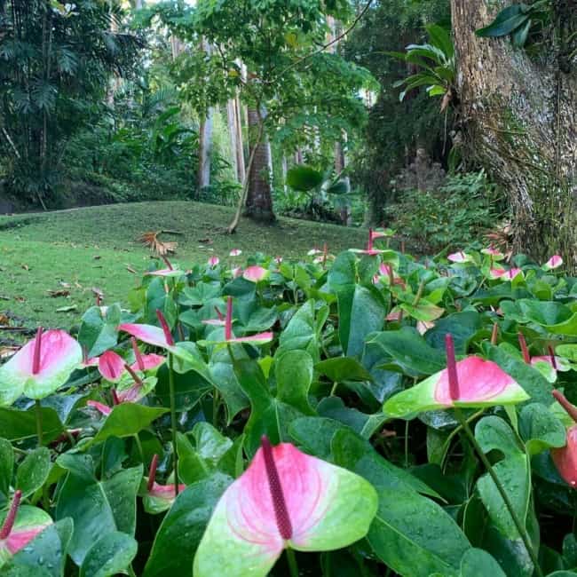 17 jardim com anturio diferente Flower Forest Botanical Gardens Barbados