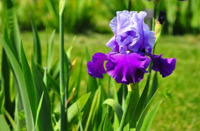 17 jardim com flor iris Nurserylive