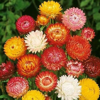 18 flores coloridas e delicadas de sempre viva SoFlor Sementes