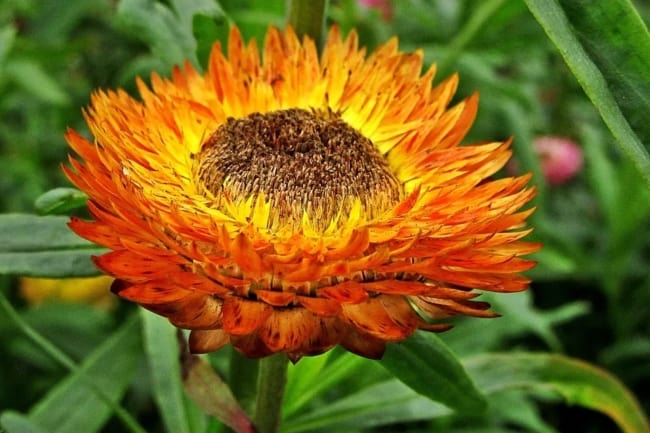 19 flor delicada de sempre viva Guia das Suculentas