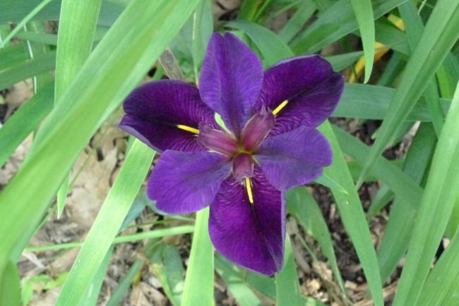2 especie de flor de iris Wikipedia