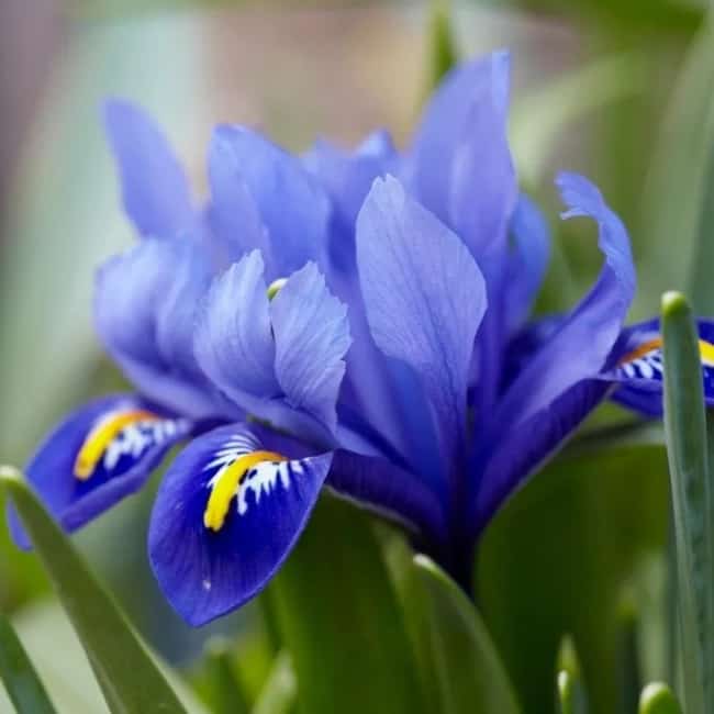 20 flor iris azul American Meadows