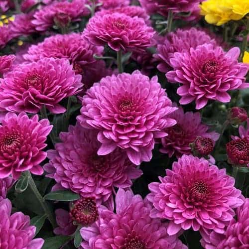 20 flores coloridas crisantemos Garden Design
