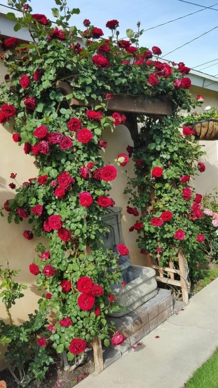 21 estrutura de madeira com rosa trepadeira vermelha Pinterest
