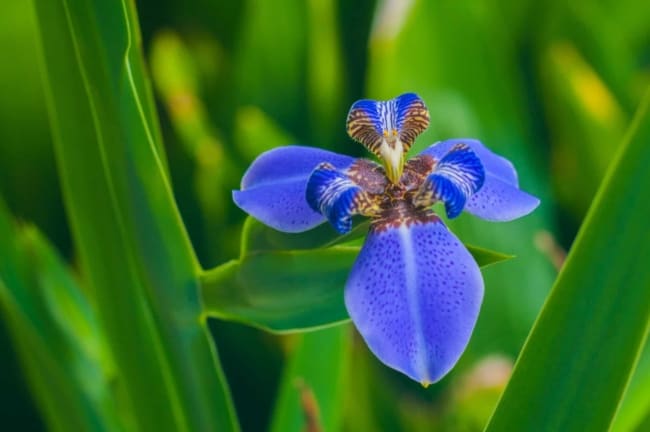 21 flor pequena e azul Petal Republic