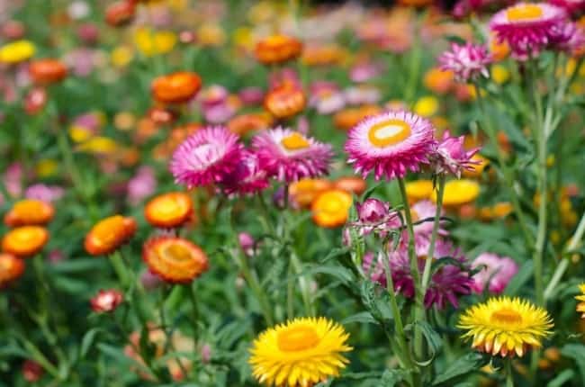 21 flores coloridas de sempre viva Escola De Botanica