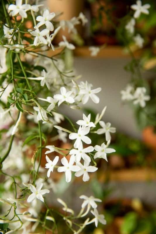 22 flor branca e delicada de jasmim The Spruce