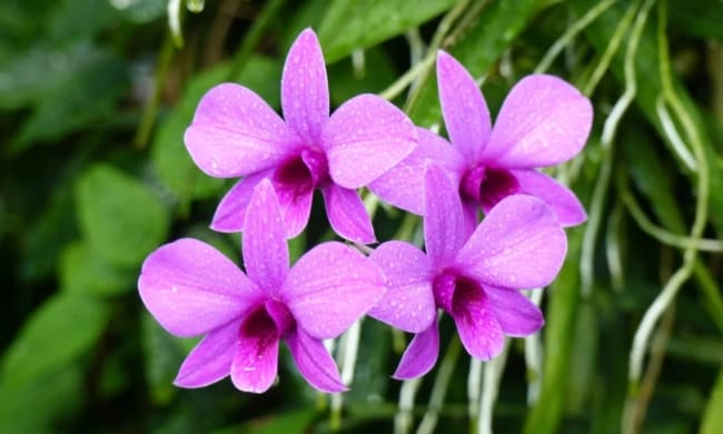 22 flor para primavera Brilliant Orchids