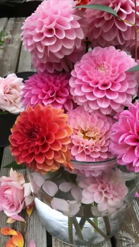 22 flores coloridas de dalia Pinterest