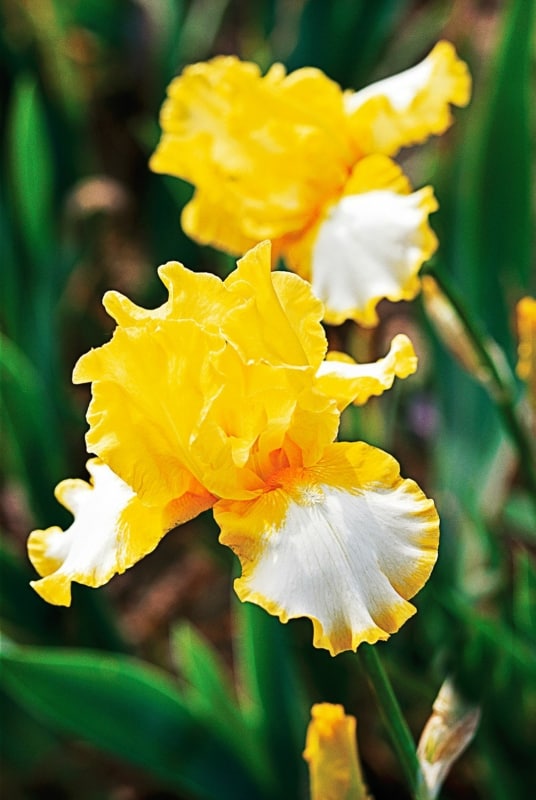 23 flor iris amarela Better Homes Gardens