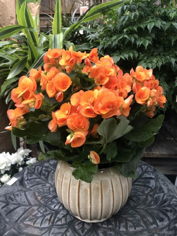 23 vaso com begonia laranja Flower Mart