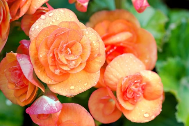 24 flor com petalas laranja Good Housekeeping