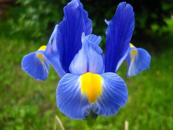 24 jardim com flor iris Pinterest