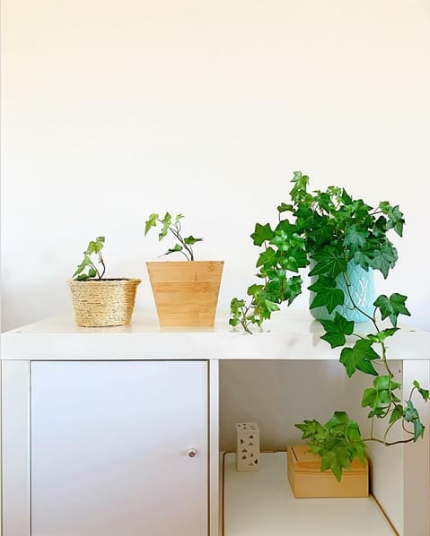 24 planta hera em vaso decorativo @plant a choice