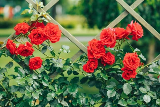 24 rosa trepadeira vermelha Garden Design