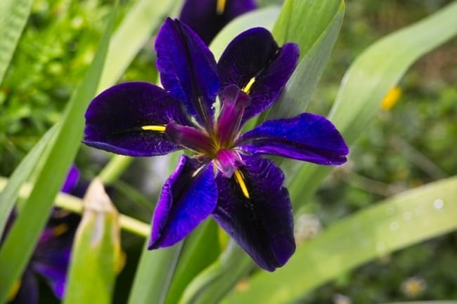 25 cor de flor iris Garden Design