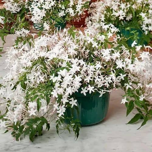 25 vaso com jasmim branco Balcony Garden Web