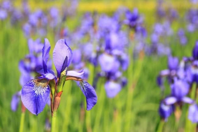 26 jardim com flor iris In Saitama