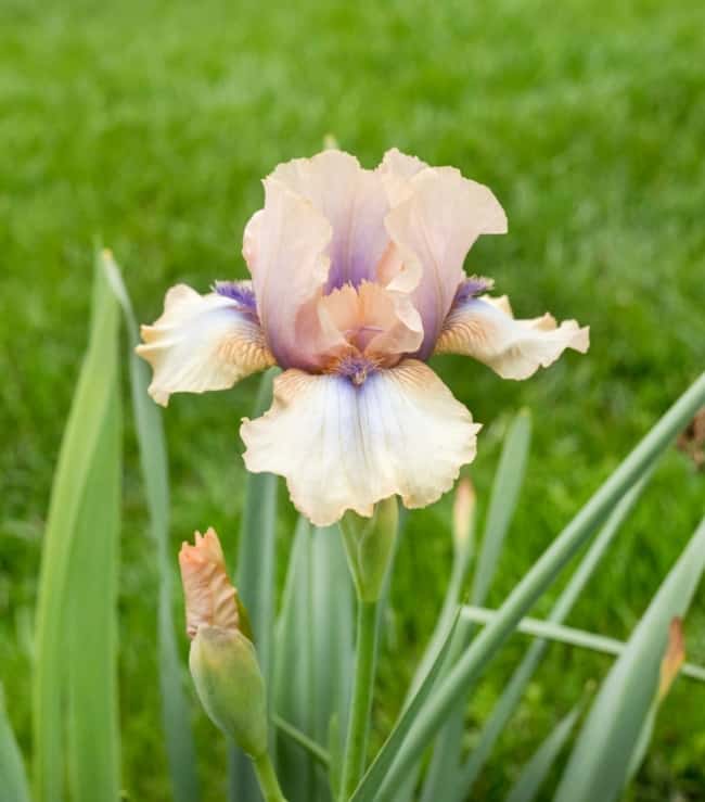 27 flor iris de cor suave Longfield Gardens