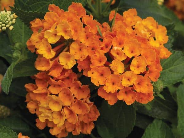 27 flor pequena e laranja Lucas Greenhouse