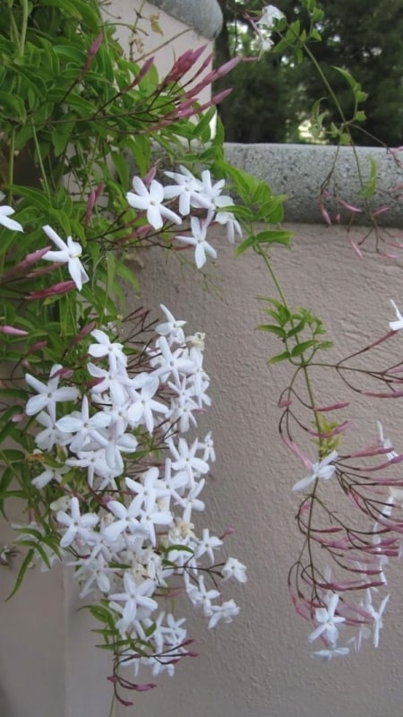27 flores de jasmim branco Pinterest