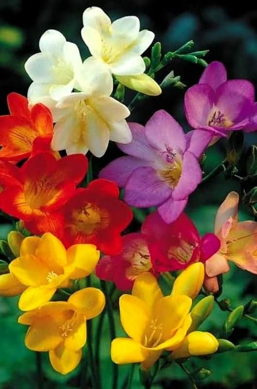 28 flores coloridas de fresia Pinterest