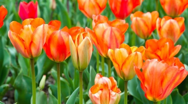 28 tipos de flores de primavera All About Gardening