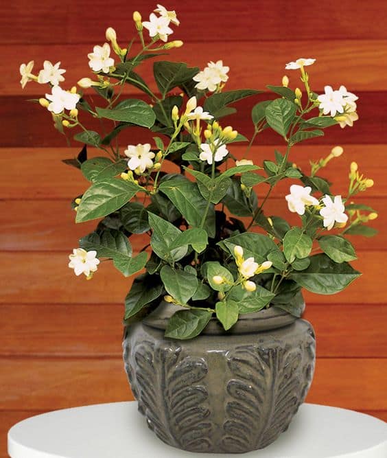 28 vaso com jasmim branco arabe Logees Plants