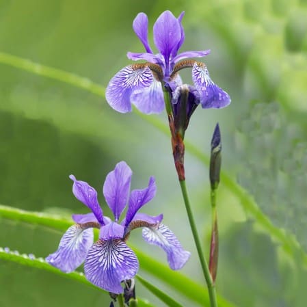 29 flor de iris Everwilde Farms