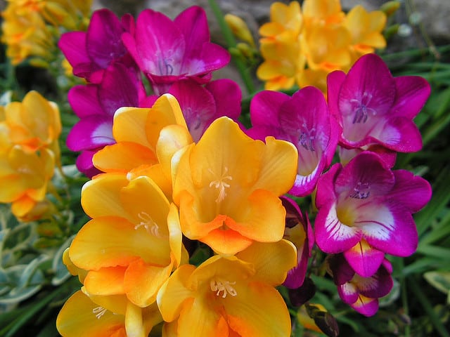 29 flores de fresia Pinterest