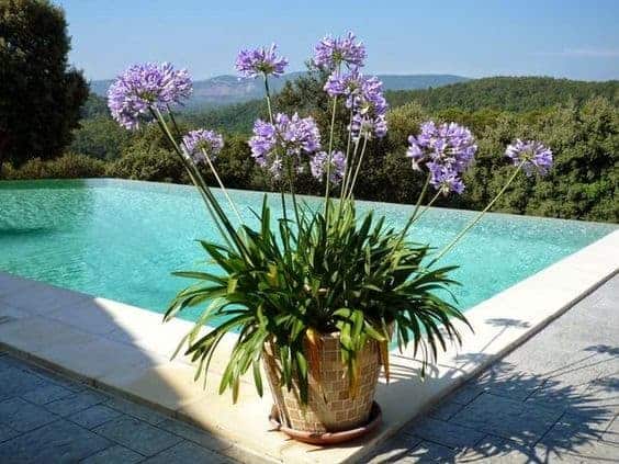 3 area da piscina com flores Pinterest