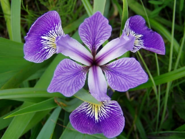 3 tipo de flor de iris Wikipedia