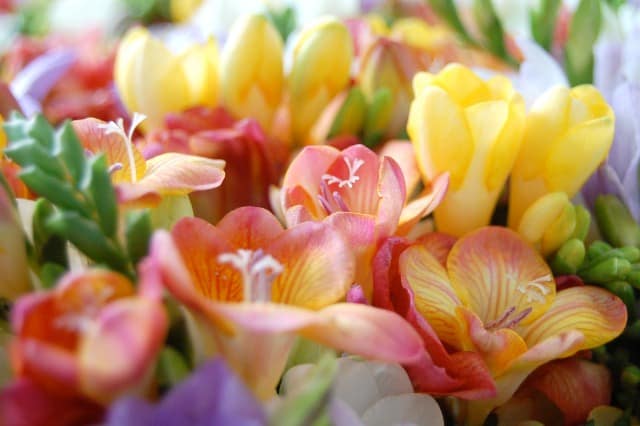 30 flores coloridas Pinterest